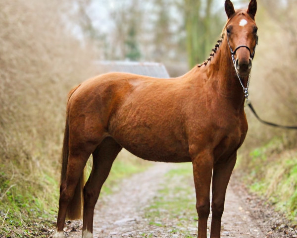 broodmare Darija L (German Sport Horse, 2020, from Lausitzer)