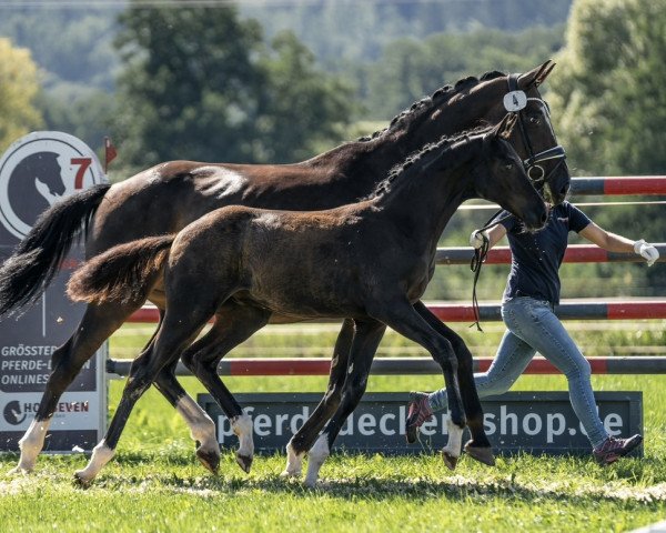 horse Hengst von Feliciano / Quaterback (Oldenburg, 2023, from Feliciano)
