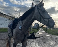 Springpferd Under Amor MW (Deutsches Sportpferd, 2019, von Untouchable)