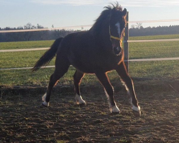 horse Elouan (Freiberger, 2022, from Envol CH)