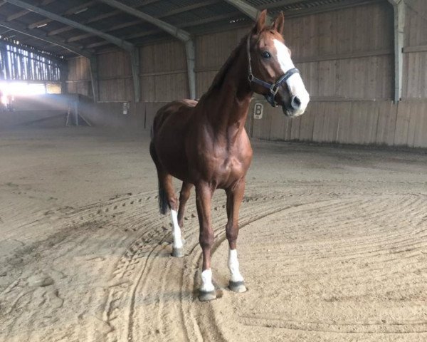 dressage horse Vers La Lois (KWPN (Royal Dutch Sporthorse), 2002, from Hors La Loi II)