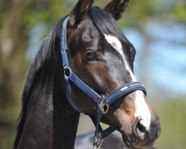 horse Carpendale (Trakehner, 2014, from Dürrenmatt (ex Domino))