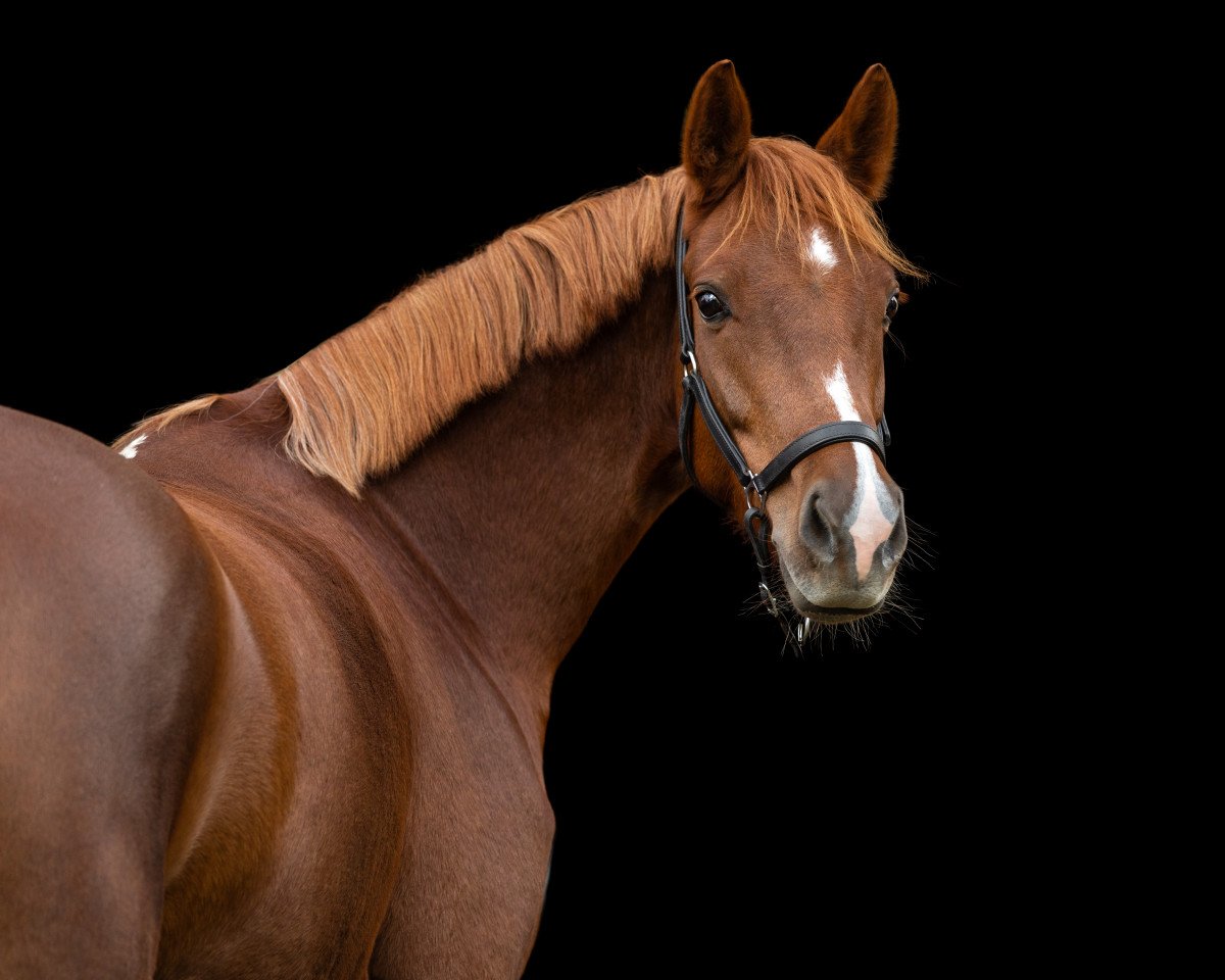 broodmare Hesselteichs Arabella II (German Riding Pony, 2017, from A Gorgeous)
