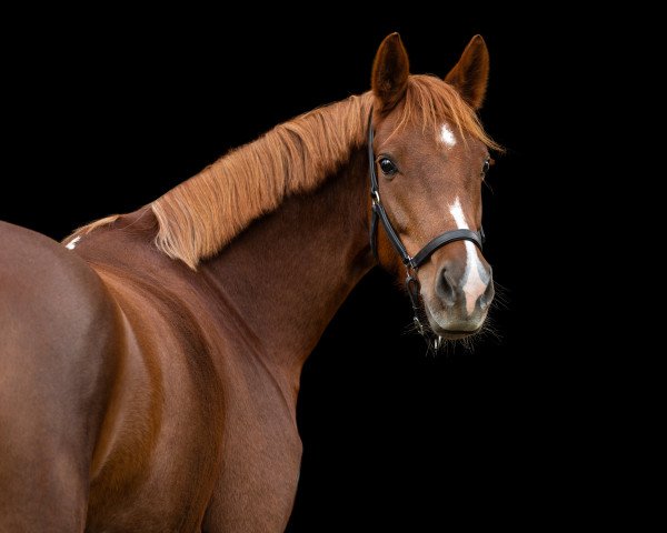 Zuchtstute Hesselteichs Arabella II (Deutsches Reitpony, 2017, von A Gorgeous)