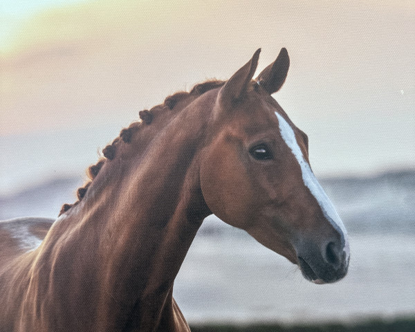 dressage horse Samba de Lavinia 3 (Westphalian, 2015, from Sir Heinrich OLD)