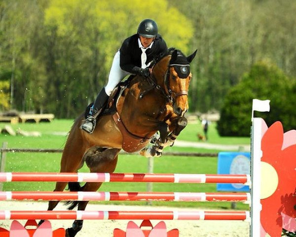 horse Cash des Sources (Selle Français, 2012, from Magnus Romeo)
