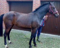 Pferd Sanza D (Westfale, 2021, von Selectric)