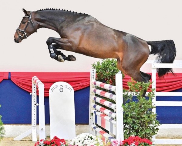 Pferd Hengst von Comme Prévu / Convoi (Oldenburger Springpferd, 2020, von Comme Prevu)