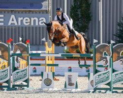 jumper Messloubeta (Oldenburg show jumper, 2014, from Messenger)