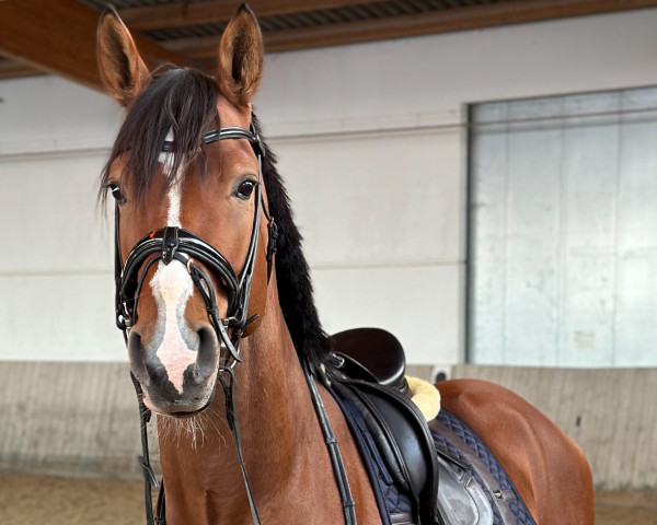 horse Edinburgh (Westphalian, 2020, from Escolar)