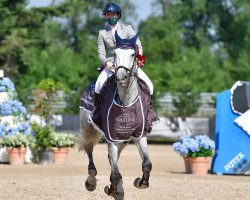 Springpferd Jiroclavsco Fortuna (KWPN (Niederländisches Warmblut), 2014, von Zirocco Blue)