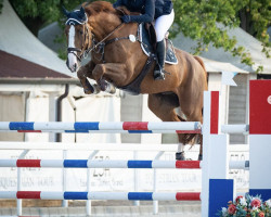 jumper Derby de Beaufour (Selle Français, 2013, from Diamant de Semilly)