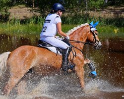 dressage horse Gaylord Nied Voilac (Haflinger, 2016, from Niederalm)