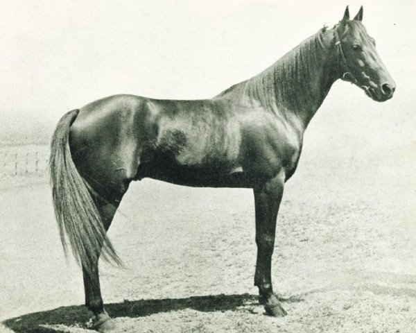 stallion Illustre Hanover (Nl) (Traber, 1941, from Brother Hanover (US)) stallion Illustre Hanover (Nl) (Traber, 1941, from Brother Hanover (US))