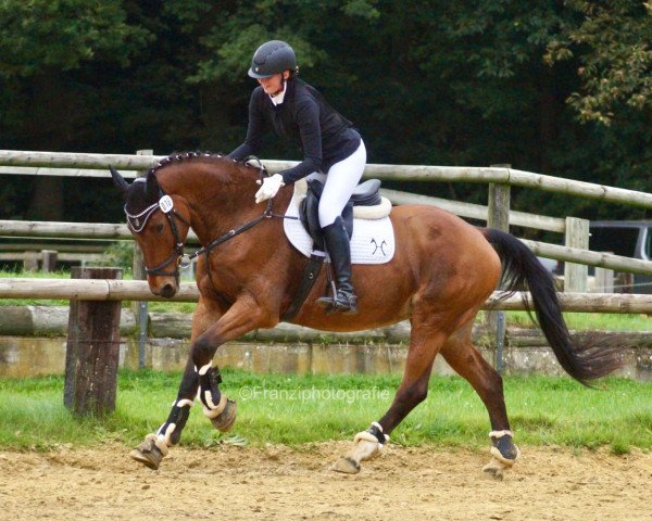 Dressurpferd Conni M 2 (Hannoveraner, 2005, von Conteur) Dressurpferd Conni M 2 (Hannoveraner, 2005, von Conteur)
