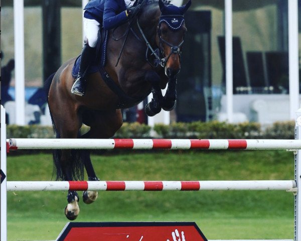Springpferd No Limit Ot Paddocks Z (Zangersheide Reitpferd, 2007, von Numero Uno)