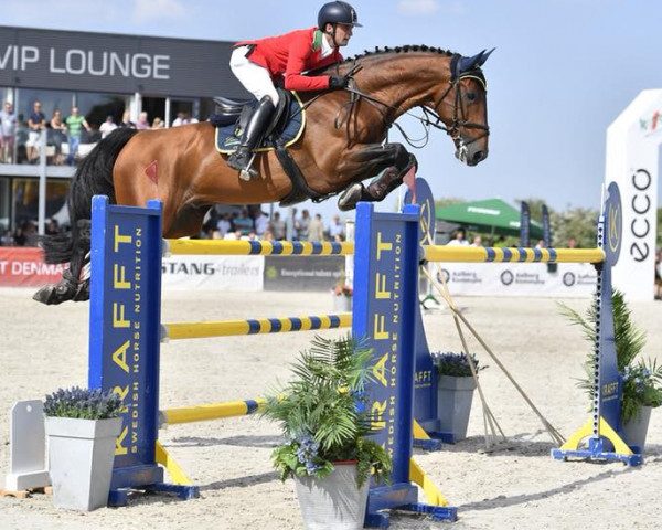 jumper Marko Polo (German Warmblood, 2006, from Caretello B)