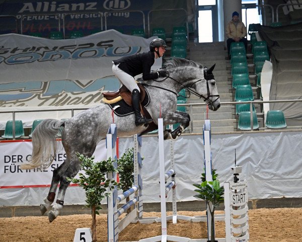 Springpferd Carbon CR (Holsteiner, 2016, von Casall Ask)