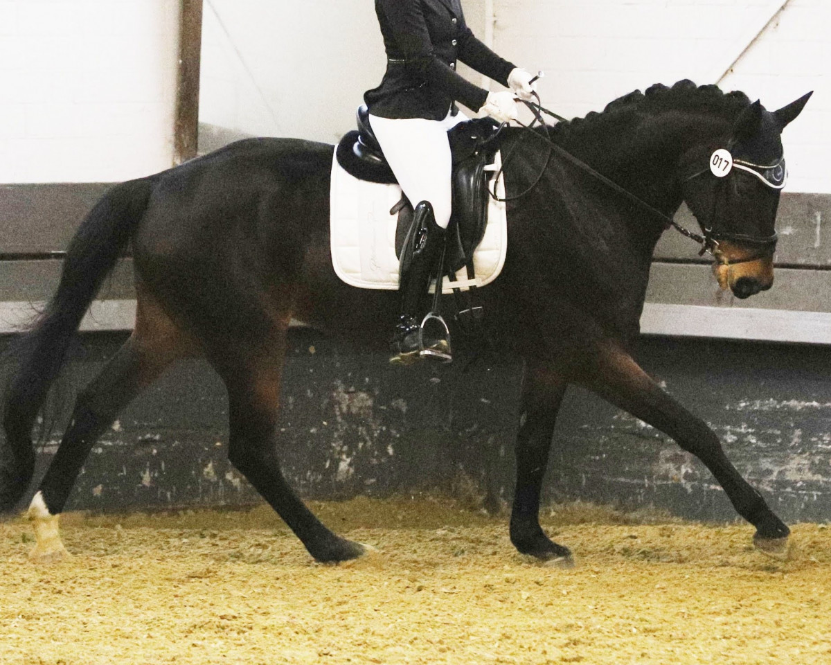 Cavallo da Dressage Delatissimo (Renano, 2012, di Delatio)