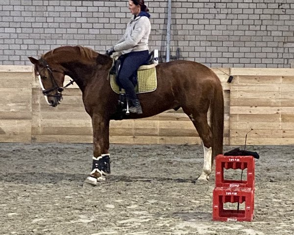 dressage horse Sonic 33 (Hanoverian, 2018, from Secret)