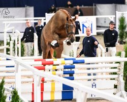 stallion Dia Dorado TB (Westphalian, 2021, from Dia Corrado)