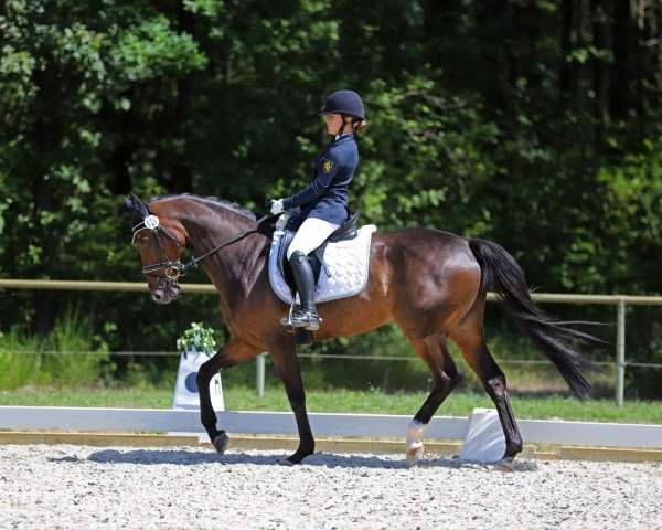 dressage horse Fiona M 2 (Hanoverian, 2007, from For Edition)