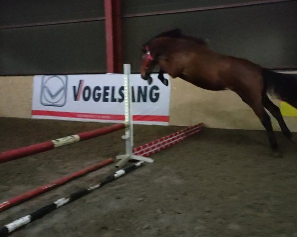 horse Hengst von Carleyle / Chaccato (Oldenburg show jumper, 2022, from Carleyle)