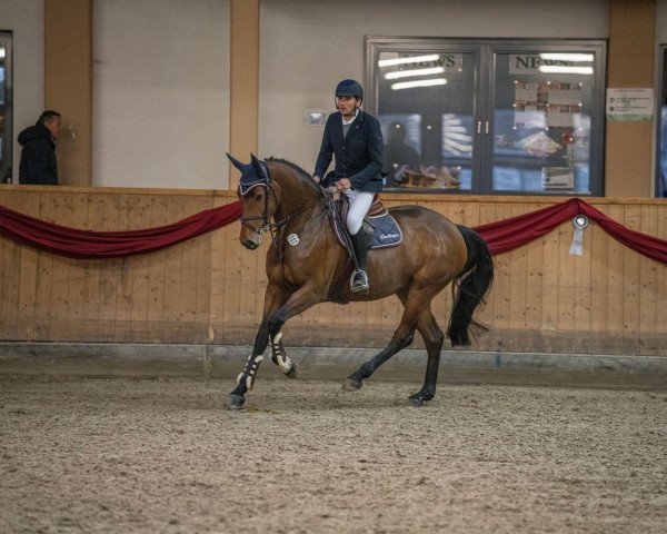 jumper CALICE L (Westphalian, 2019, from Chaccato)