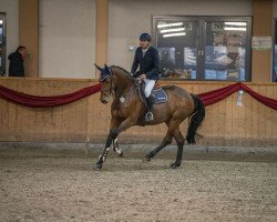 jumper CALICE L (Westphalian, 2019, from Chaccato)