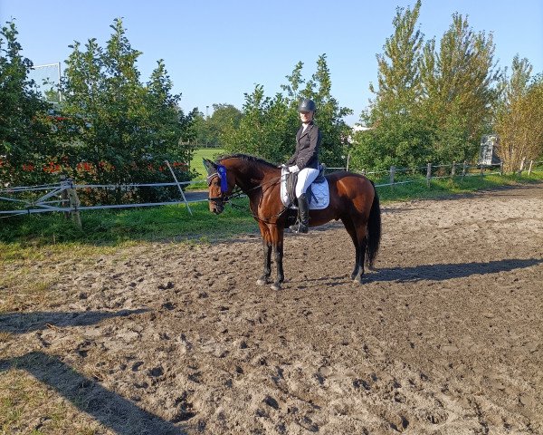 dressage horse Moritz 2964 (unknown, 2008, from Methusalem)
