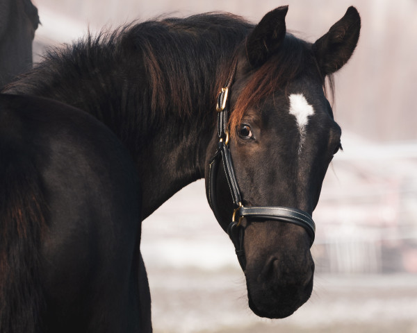 horse Feingold (Austrian Warmblood, 2022, from Fantastic)