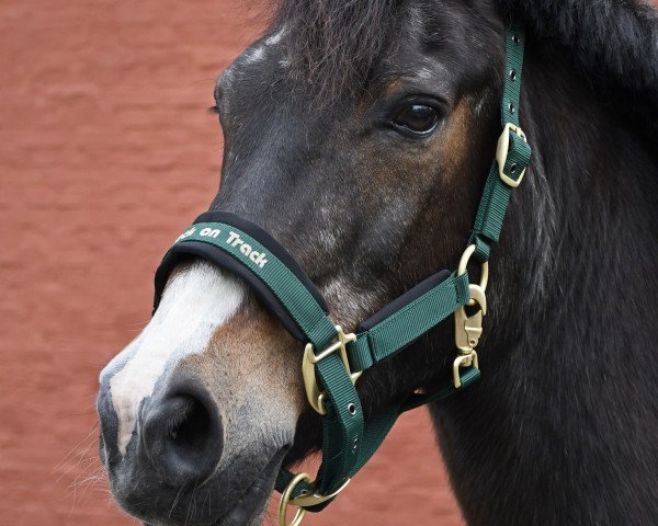 dressage horse Tornado (New Forest Pony, 1996, from Park's Taron)
