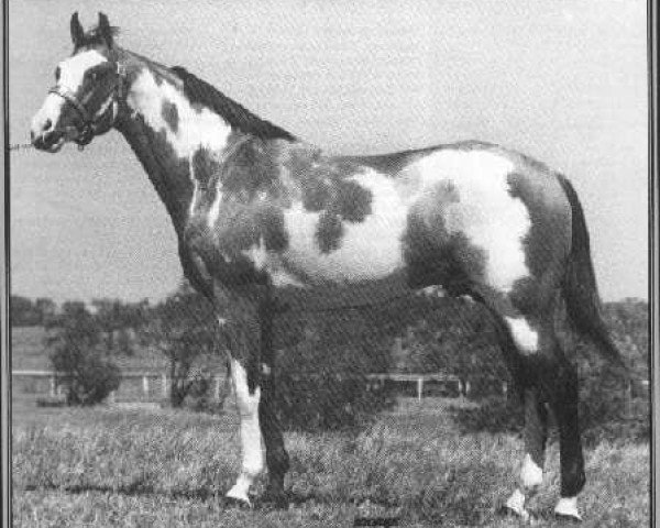 stallion Flash Thru Bars (Paint Horse, 1969, from Bounding Thru xx) stallion Flash Thru Bars (Paint Horse, 1969, from Bounding Thru xx)