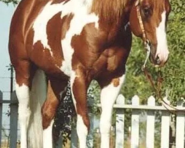 stallion Lena's Diamond Chex (Paint Horse, 1992, from Doc OLena)