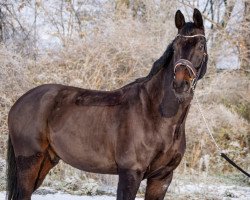 jumper Diamond High Five (Oldenburg, 2014, from Diamond Hit)