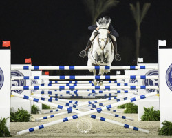 jumper Karen (Hanoverian, 2012, from Levistano)