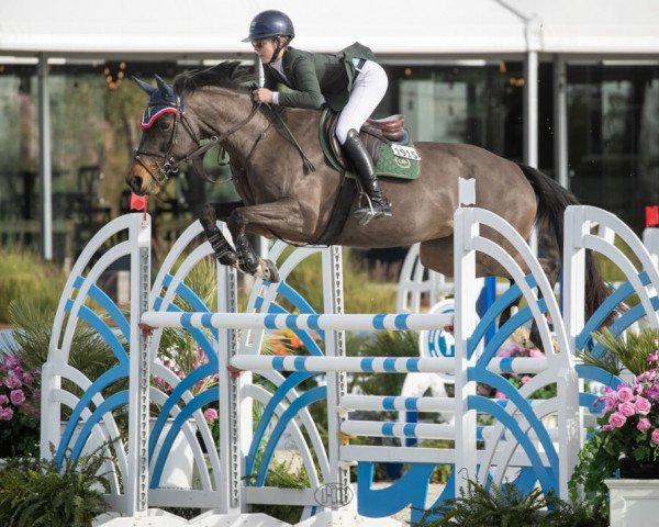 jumper De Laloma (KWPN (Royal Dutch Sporthorse), 2008, from Colandro)