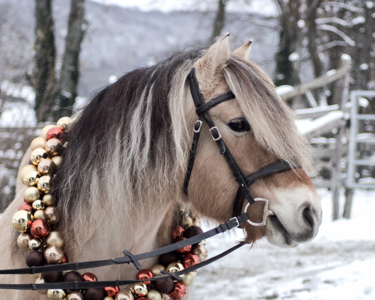 horse Geysir HH (Fjord Horse, 2005, from Garant Halsnæs )