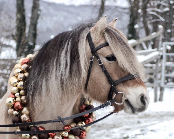 horse Geysir HH (Fjord Horse, 2005, from Garant Halsnæs )