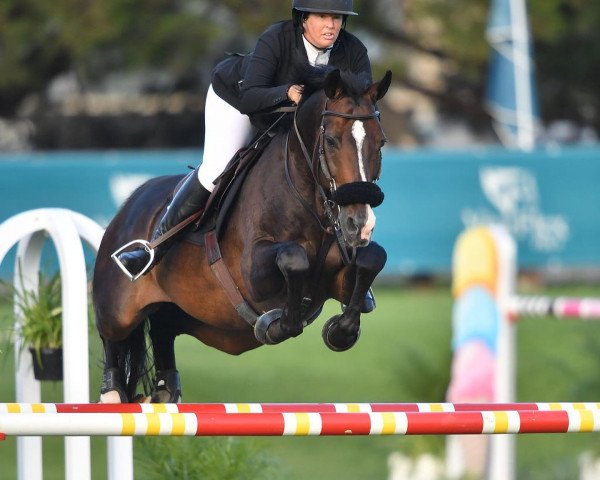 stallion Quatar (Oldenburg, 2010, from Quidam de Revel)