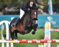stallion Quatar (Oldenburg, 2010, from Quidam de Revel)