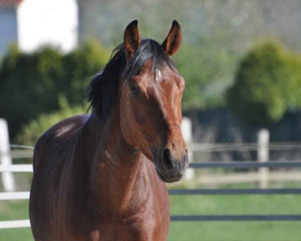dressage horse Sundancer 47 (Westphalian, 2018, from Sunday)