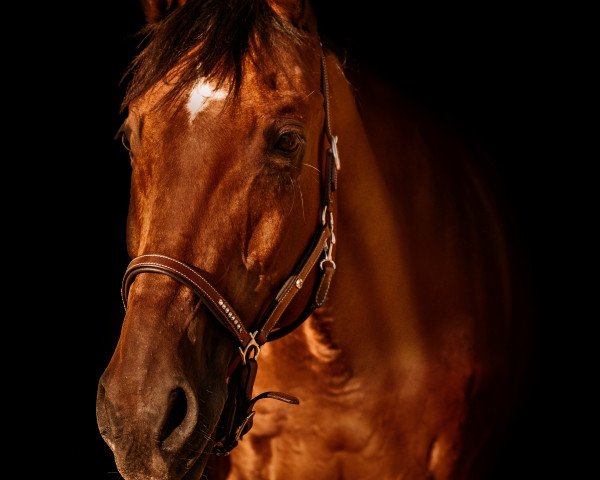 Springpferd As Caban (Hannoveraner, 2002, von As di Villagana)