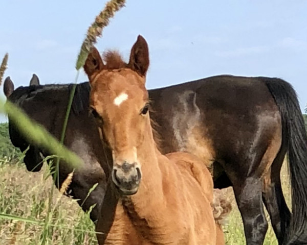 horse Make A Wish (Hanoverian, 2023, from Macchiato)