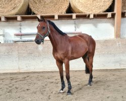 jumper Casallyco K (German Sport Horse, 2017, from Casallco)