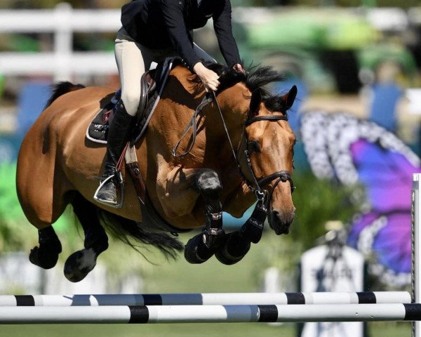 jumper Dior Z (Zangersheide riding horse, 2013, from Diamant de Semilly)