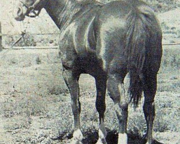 Deckhengst Seven Bars (Quarter Horse, 1956, von Three Bars xx)