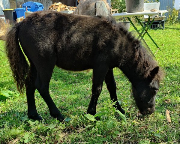 Zuchtstute Perle von Robinson (Dt.Part-bred Shetland Pony, 2023, von Wilko von Obernissa)