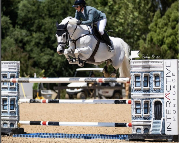 Cavallo da salto Lou van Baublo (Cavallo a sangue caldo belga, 2011, di President)
