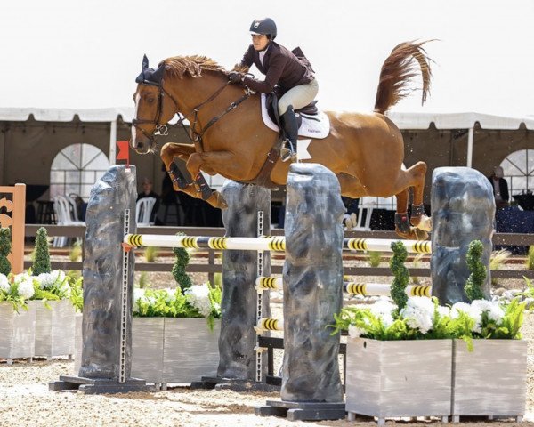 Springpferd Bliksem Mc Queen 111 Z (Zangersheide Reitpferd, 2014, von Bamako de Muze)